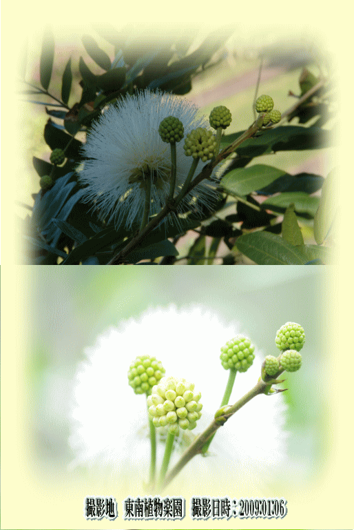 キャリアンドル(ネムノキと同じマメ科の植物・・)