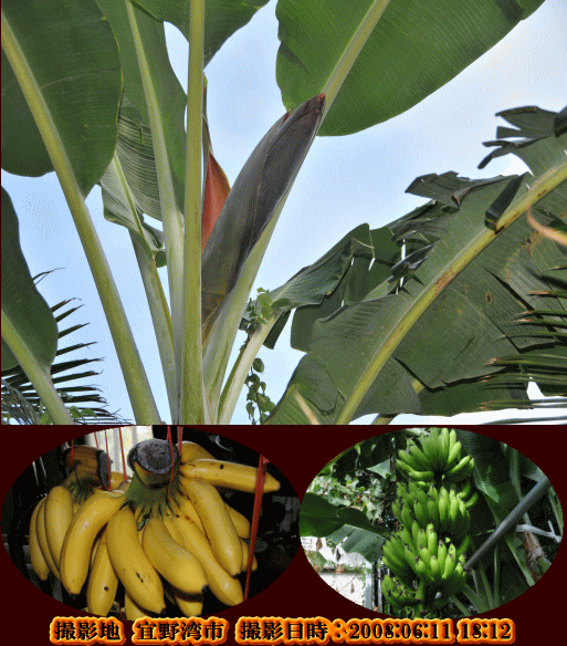 バナナ（初夏の花（５～6月）は8月下旬に収穫・・）