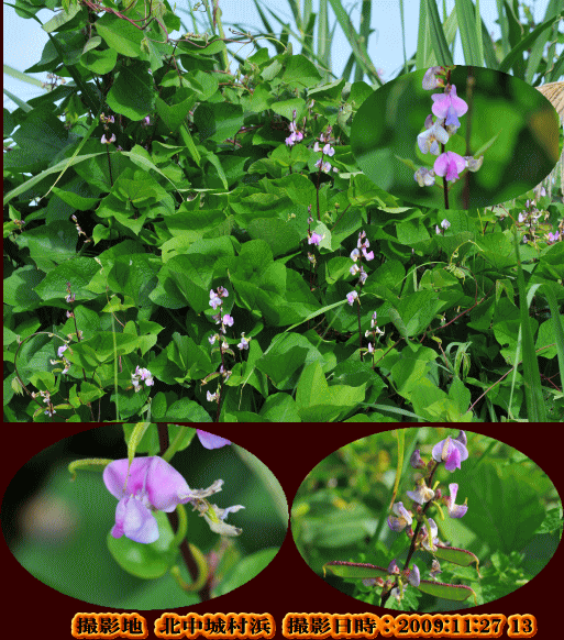 フジマメ(野菜として植えられ垣根などに這わされる・・)