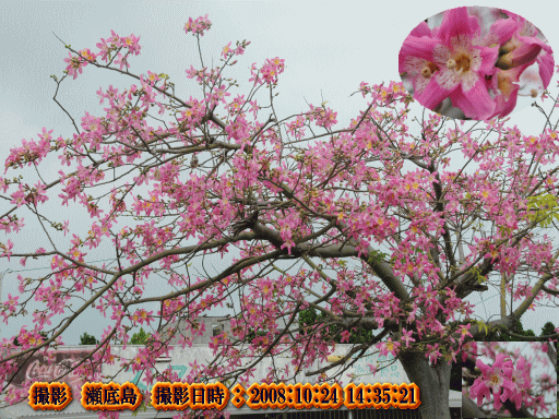 瀬底島で見つけた満開の木(これ造花?・・)