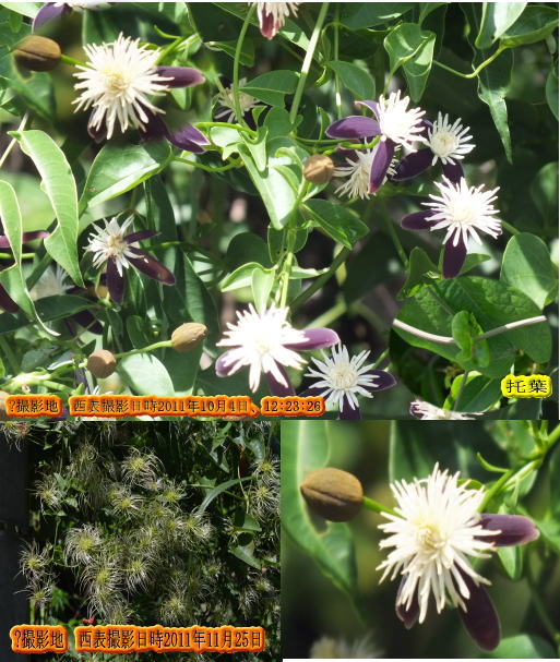ヤエヤマセンニンソウ(べに紫色の萼のある白い花・・)