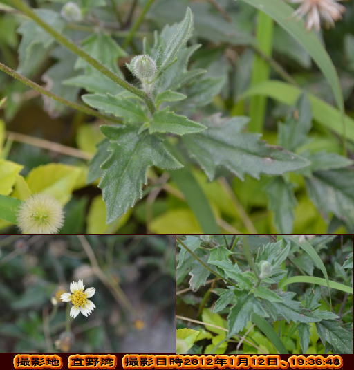 コトブキギク(花弁の先は三つに裂けている・・)