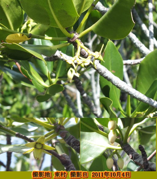 メヒルギ(白色の、5弁花をつけます・・)