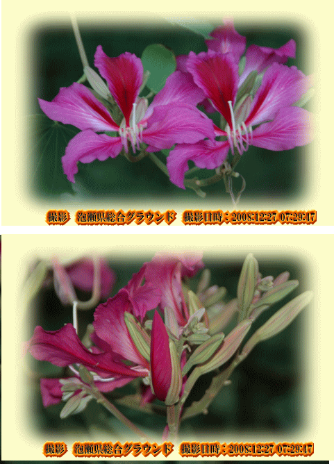 花いっぱい(今年は花がいっぱい咲いていました)