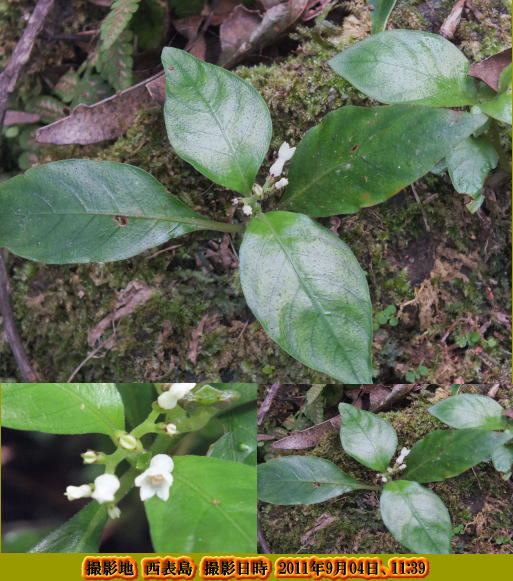 チャボイナモリ(山地の湿ったところに生える多年生草本・・)