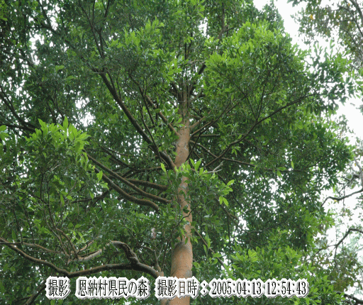 クロキ(秋には黒く熟した実ができる・・)