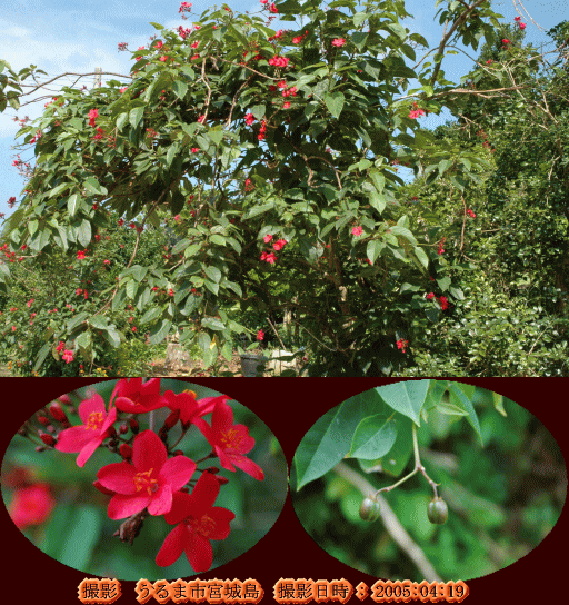 テイキンザクラ(真紅の花が周年咲く・・)