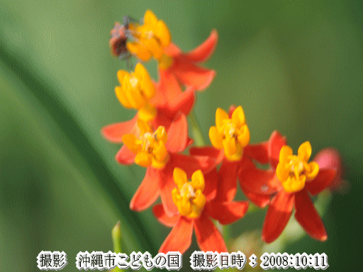 トウワタ(橙色の花のあと綿毛の付いた種ができる・・)
