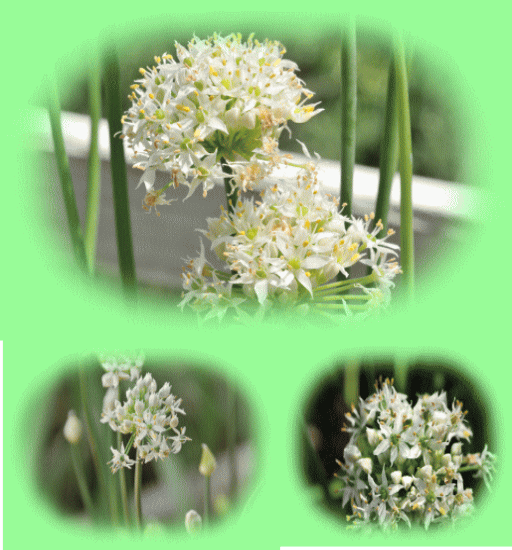 ニラ(食べてもおいしいが薬草でも・・)