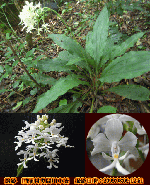 ツルラン(森の木の下に咲く可憐な花・・)