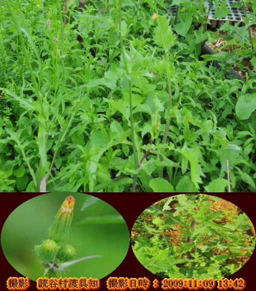ハルノノゲシ(白い乳液の出る草本はウサギ・山羊の好物・・)