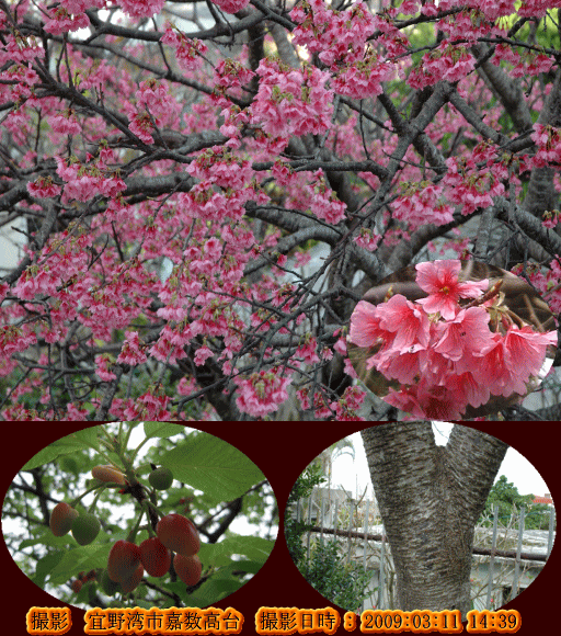 カンヒザクラ(1~3月に開花し、その時期には落葉・・)
