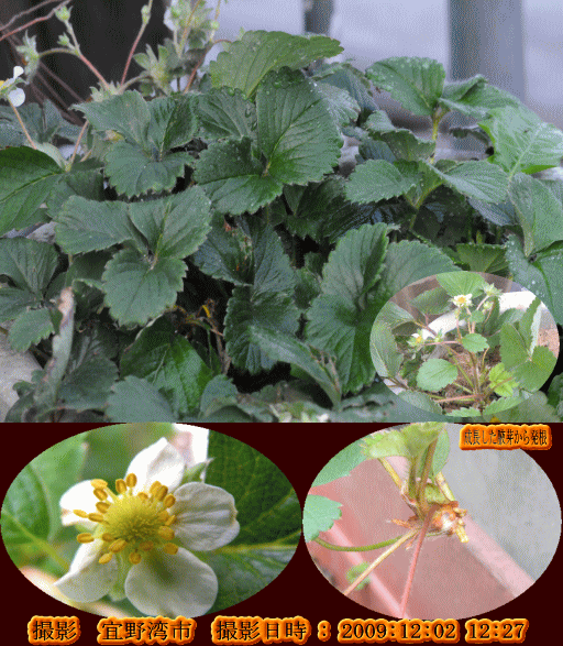 イチゴ(イチゴはバラ科の宿根草・・)
