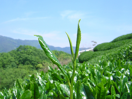 茶畑の四季 のこり12日!