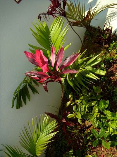 +沖縄de出会ったお花タチ♪+
