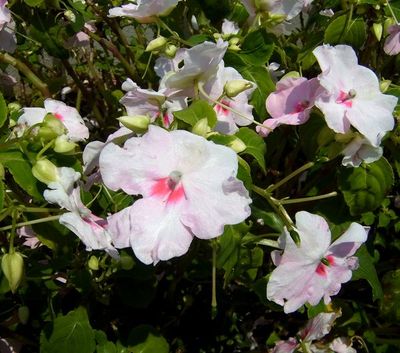 +沖縄de出会ったお花タチ♪+