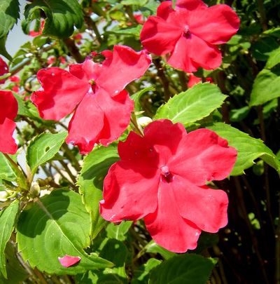 +沖縄de出会ったお花タチ♪+