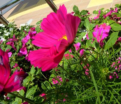 +沖縄de出会ったお花タチ♪+