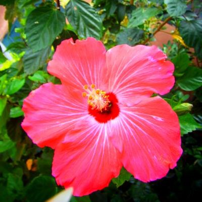 +American Villageのお花 2012年5月27日+