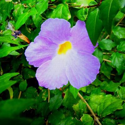 +American Villageのお花 2012年5月27日+