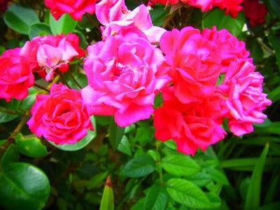 +American Villageのお花 2012年5月27日+