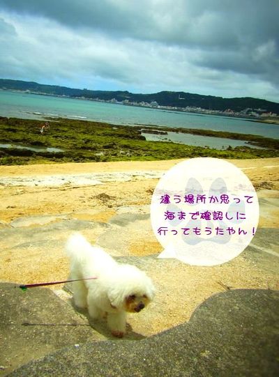+沖縄中部de遊ぶ+