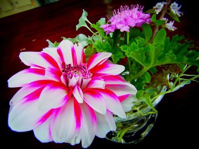 +偶然出会ったお花達♪+