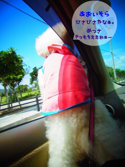 +移住後 台風一号+