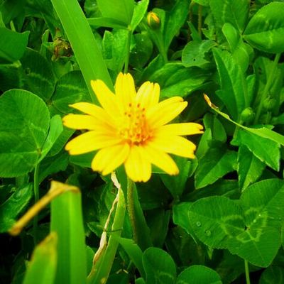 +偶然出会ったお花達♪+