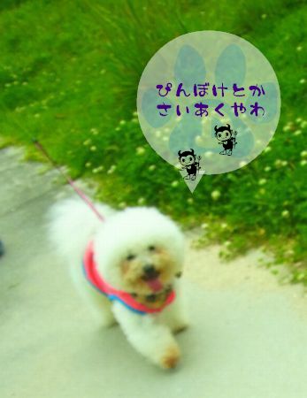 +移住後 台風一号+
