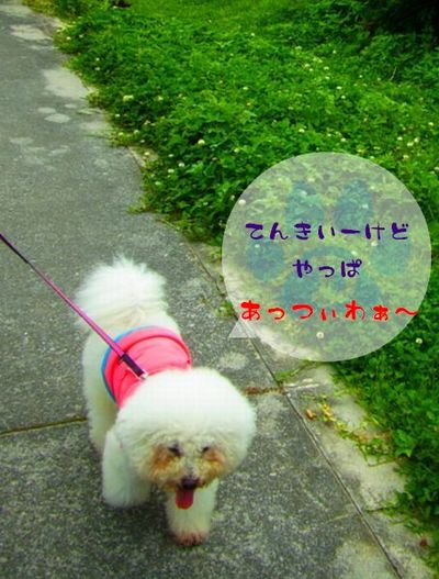 +移住後 台風一号+