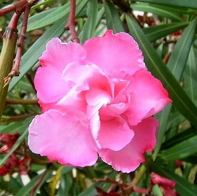 +偶然出会ったお花達♪+