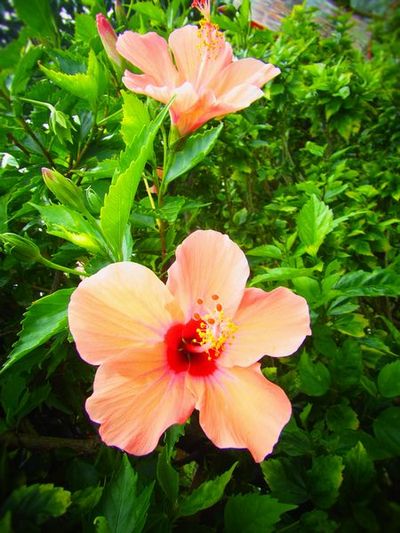 +偶然出会ったお花達♪+