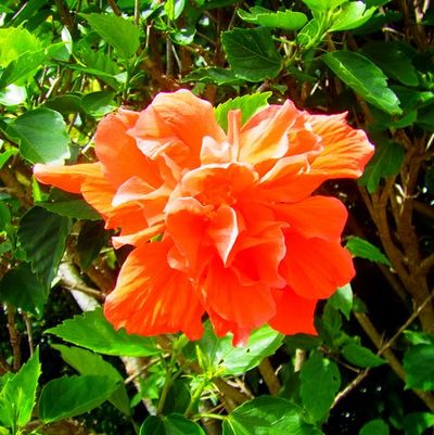 +偶然出会ったお花達♪+