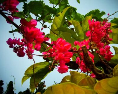 +偶然出会ったお花達♪+