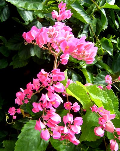 +偶然出会ったお花達♪+
