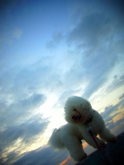 +東シナ海に沈む夕陽+
