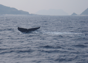 クジラを見てきました!!