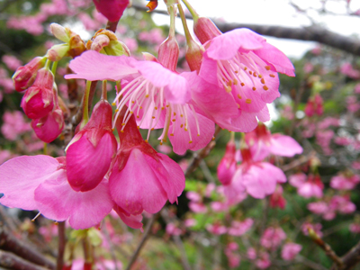 名護の桜は....その2