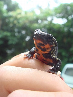 クロイワトカゲモドキ