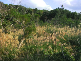 浜比嘉島5