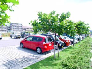 駐車場の植栽はクワァーディーサーを!