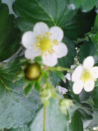 ５月サイクリング　いちご狩りと宜野座村の魅力を探る 2008/04/24 16:57:06