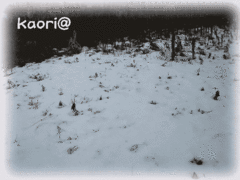雪積もる畑