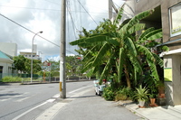島バナナ収穫間近！ 2008/08/01 18:41:38