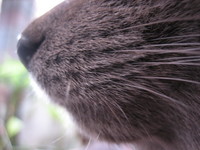 ワンちゃんネコちゃんのイラスト写真展 2008/01/26 16:57:31