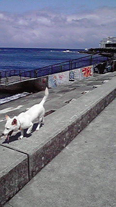 石垣島で…
