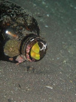 ミジンベニハゼ