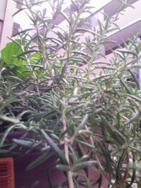 植物のエネルギー 2010/07/13 09:31:49