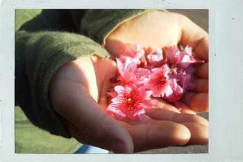 ご近所 桜。